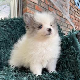 Tulip - Blue merle female Pomeranian puppy in San Jacinto, California from Savvypomeranians