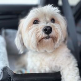 Sugar - Havanese