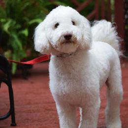 Australian Labradoodles from Downunder Labradoodles USA