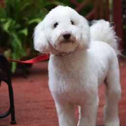 Australian Labradoodles from Downunder Labradoodles USA