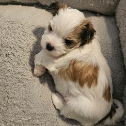 Biscuit - Black gold and white female Shorkie puppy in Chattanooga, Tennessee from Passion Pups TN