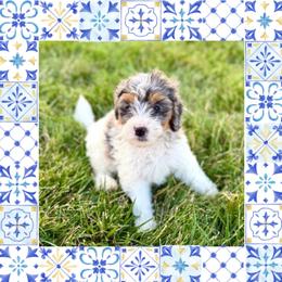 Coral - Parti Merle - Merle female Bernedoodle puppy in Bowling Green, Ohio from Windy Creek Doodles