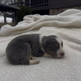 Marvin - Blue male Border Collie puppy in Chattanooga, Tennessee from Ross Vegas Kennels
