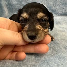 Tangerine - Black and cream female Dachshund puppy in Memphis, Tennessee from River City Doxies