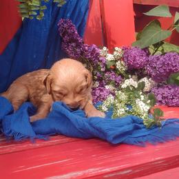 Boy 2 - Dark golden Golden Retriever puppy in Grand Meadow, Minnesota from Root River Retrievers
