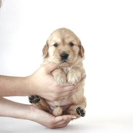 Goldendoodle, Golden Retriever, and Miniature American Shepherd Puppies from Doodalicious