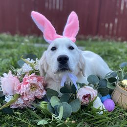 Truffle - aka “miss black” - Light golden Golden Retriever puppy in Conroe, Texas from Golden Keys Kennels
