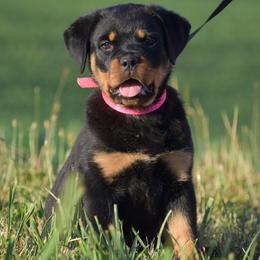 Ivy Cream - Black and mahogany female Rottweiler puppy in Catawissa, Pennsylvania from Sharp Ridge Rottweilers