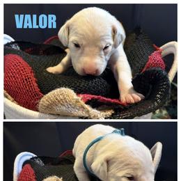 Valor - White and black male Dalmatian puppy in Des Moines, Iowa from Spot Splattered Dalmatians