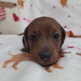 Red dapple - Dapple female Dachshund puppy in West Plains, Missouri from Spring Creek Dachshunds