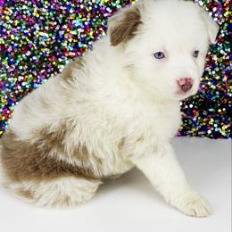 Abby - Red merle female Miniature Australian Shepherd puppy in Smithville, Arkansas from Cooper Creek Aussies