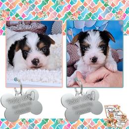 Yorkshire Terrier puppies from Ioney's Southern Paws Shelties, Frenchies, and Yorkies