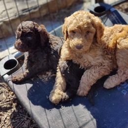 Poodle Puppies from Luck O the Doodle