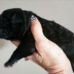 Juno - Tiger female Perro de Presa Canario puppy in El Paso, Texas from PaPaws Gotta Love It Kennels