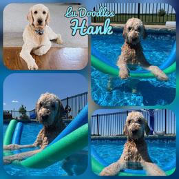 Goldendoodle Puppies from Lu Doodles