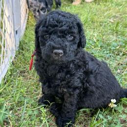 Poppy - Black male Goldendoodle puppy in Charlotte, North Carolina from Hopeful Heart Doodles