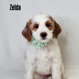 Zelda - Parti female Goldendoodle puppy in Williamson, New York from Lakeside Doodles