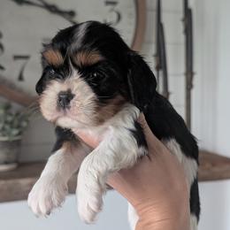 Bailey - Tri-color female Cavalier King Charles Spaniel puppy in Stevens, Pennsylvania from Jodi's Cavalier King Charles Spaniels and Cavapoos
