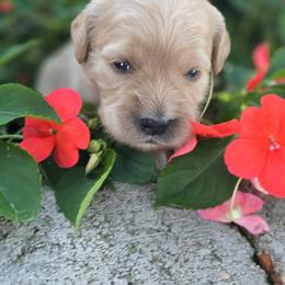 Pearl - Cream female Goldendoodle puppy in Arthur, Illinois from Perfect Pugs