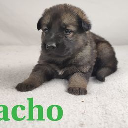 Nacho - Sable German Shepherd puppy in Hays, Kansas from Smith's Shepherds