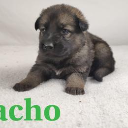 Nacho - Sable German Shepherd puppy in Hays, Kansas from Smith's Shepherds
