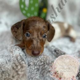 Dachshund Puppies from CSW Dachshunds