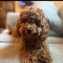 Kali - Goldendoodle