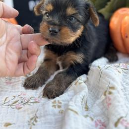 Tiny Girl 1 - Black and gold female Yorkshire Terrier puppy in Charleston, West Virginia from Mountain State Puppies