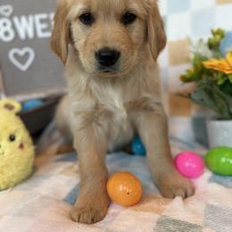 Mr Orange - Golden male Golden Retriever puppy in Tonasket, Washington from Hailey’s Goldens