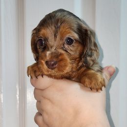 Girl 3 - Dapple Dachshund puppy in Florida from DK Miniature Dachshunds
