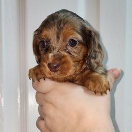 Girl 3 - Dapple Dachshund puppy in Florida from DK Miniature Dachshunds
