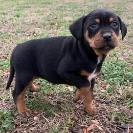 Girl 5 - Black female Catahoula Leopard Dog puppy in Gadsden, Alabama from Rich Cat’s