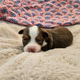 Ryan - Red tri male Toy Australian Shepherd puppy in Snowflake, Arizona from Halfpint Aussies