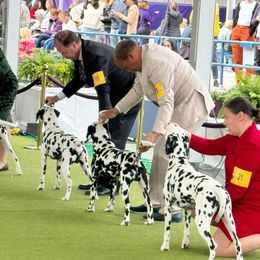 Dalmatian Puppies from ArmySoldier Dalmatians