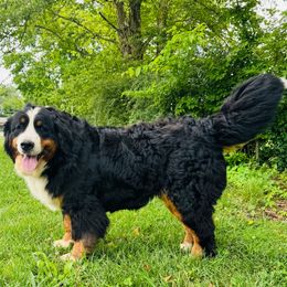 Piper - Bernese Mountain Dog