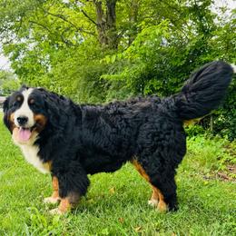 Piper - Bernese Mountain Dog