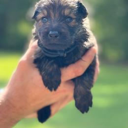 Dark blue - Sable male German Shepherd puppy in Phenix City, Alabama from Black Rose Shepherds