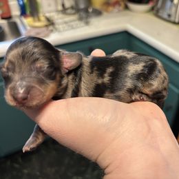 Joyce Byers - Dapple female Dachshund puppy in Jacksonville, North Carolina from Lizzie’s Doxies