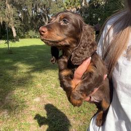 Espresso - Chocolate and tan male Dachshund puppy in Hawthorne, Florida from Circle M Dachshunds