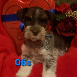 Miniature Schnauzer Puppies from Mountain View Schnauzers