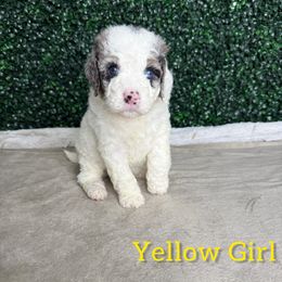 Girl 3 - Blue merle female Bernedoodle puppy in Modesto, California from Two Doods Doodles