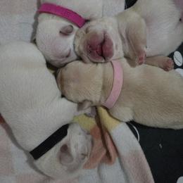 French Bulldog Puppies from Diamond Dreams French Bulldogs