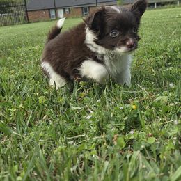 Puppy 2 - Chocolate sabled fawn Chihuahua puppy in Trout, Louisiana from Magnolia Farm's LLC