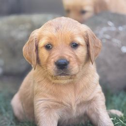Purple Girl - Dark golden female Golden Retriever puppy in Scio, Oregon from Stackhouse Family Farm