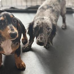 Dachshunds from Gutierrez House of Doxies
