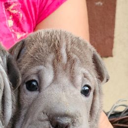 Chinese Shar-Pei Puppies from Cashmerewrinkles