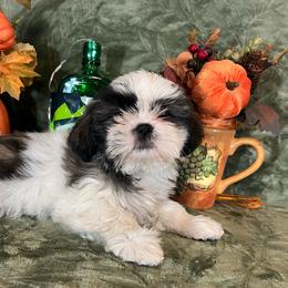 Princess Charlotte - Tricolor female Shih Tzu puppy in Summerdale, Mississippi from Goldens AKC Shih Tzu Puppies