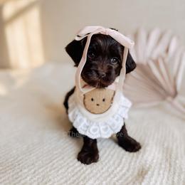 Amour - Love litter - Chocolate female Australian Labradoodle puppy in Syracuse, Indiana from The Doodle Cove