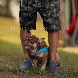Brick - Tricolors female French Bulldog puppy in Harmony, North Carolina from Schuster Haus