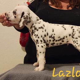 Boy 1 - White and liver brown Dalmatian puppy in Richmond, Virginia from Darrfield